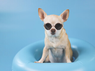 brown short hair chihuahua dog wearing sunglasses, standing  in blue swimming ring on blue...