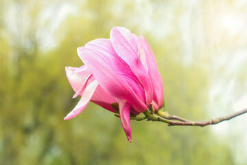 Pink magnolia (Magnoliaceae), blossoms in spring, beautiful spring flowers on sunny day.