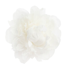 White peony flower isolated on white background.