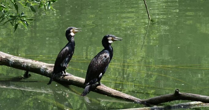 The great cormorant, Phalacrocorax carbo known as the great black cormorant across the Northern Hemisphere, the black cormorant in Australia and the black shag further south in New Zealand