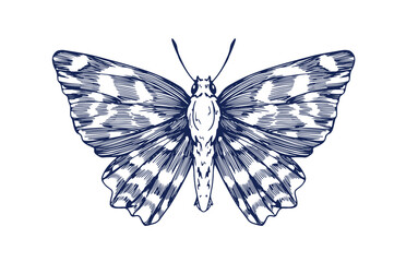 Butterfly, ink drawing in old vintage retro style. Marbled skipper, outlined detailed hand-drawn insect, etched engraved moth. Hand-drawn vector graphic illustration isolated on white background