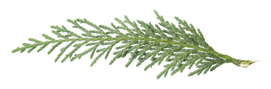 Branch of green thuja. on a white background