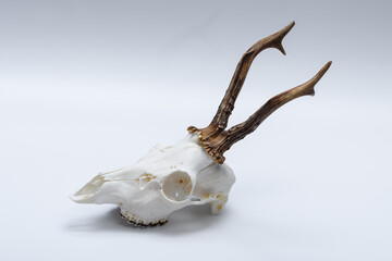 Biała czaszka z parostkami samca sarny (koziołka) na białym tle  - 678578354