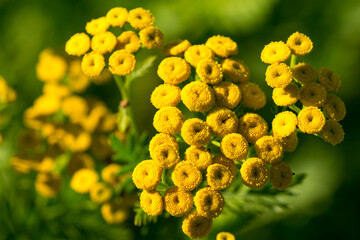 Rainfarn (Tanacetum vulgare)