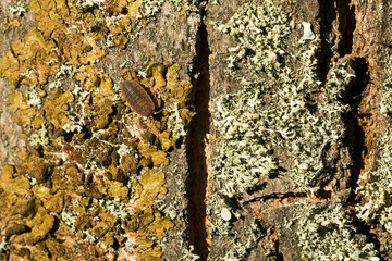 Kellerasseln an einem Baumstamm