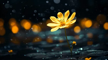  A yellow flower © Ghazanfar