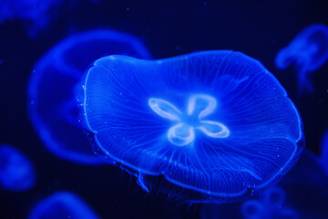 Eared aurelia, or eared jellyfish in the aquarium. 