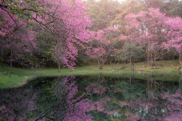 sakura flower and landscape