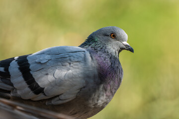 close-up portrait of the city pigeon