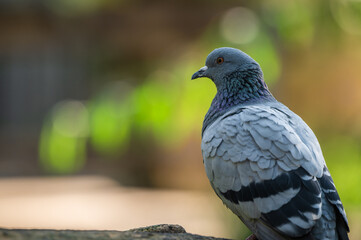 close-up portrait of the city pigeon