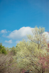 Obraz premium sakura flower and landscape