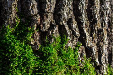 old wood tree bark texture with green moss