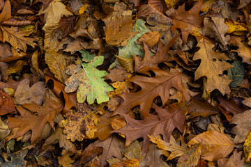 Seamless pattern autumn golden leaves make a bright carpet on the ground