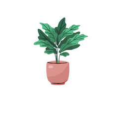 Ficus elastica in flowerpot. Indian rubber bush, tree growing in ceramic pot. Fig houseplant, exotic potted plant. Floral interior decoration, home flower. Flat isolated vector illustration on white