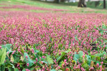 遠くから見るとまるでピンク色のじゅうたんが敷き詰められているような、イヌタデの群生