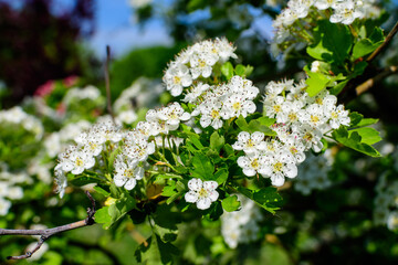 Many small white flowers and green leaves of Crataegus monogyna plant, known as common or oneseed hawthorn, or single-seeded hawthorn, in a forest in a sunny spring day, outdoor botanical background.