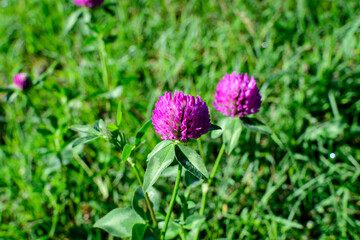 Background of two clover or trefoil (Trifolium) pink flowers and green leaves in a sunny spring day, beautiful outdoor floral background.