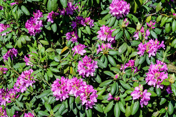Obraz premium Large bush of many delicate vivid pink flowers of azalea or Rhododendron plant in a sunny spring Japanese garden, beautiful outdoor floral background photographed with selective focus.
