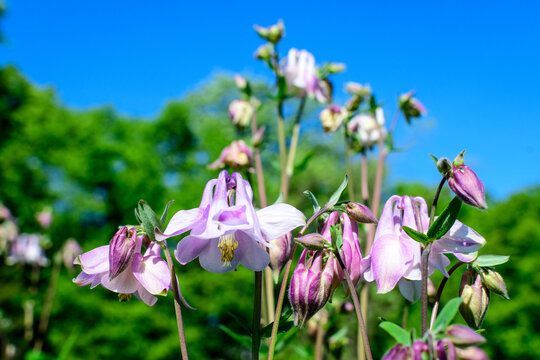 Close up of light pink flowers of Aquilegia Vulgaris, European columbine flowers in garden in a sunny spring day, beautiful outdoor floral background photographed with soft focus.