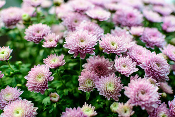 Many vivid pink Chrysanthemum x morifolium flowers in a garden in a sunny autumn day, beautiful colorful outdoor background photographed with soft focus.