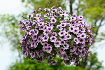 Large group of Petunia axillaris light white and purple flowers in a pot, with blurred background in a garden in a sunny spring day.