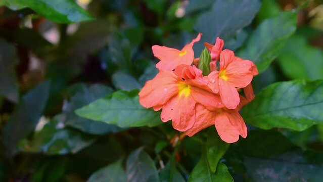 Orange Firecracker flower plant , Orange crossandra infundibuliformis flower blooming and blowing by the wind