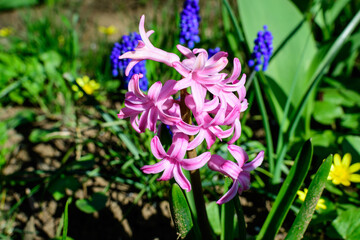 Close up of large vivid pink Hyacinth or Hyacinthus flowers in full bloom in a garden in a sunny spring day, beautiful outdoor floral background photographed with soft focus.