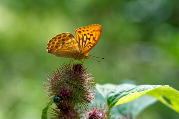 Kaisermantel, Silberstrich, Argynnis paphia