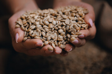 Worker holding green coffee beans in hands checks quality before been roasted in machine....