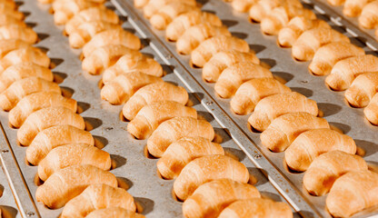Fresh crispy mini french croissants in metal form after oven. Food bakery industry factory...