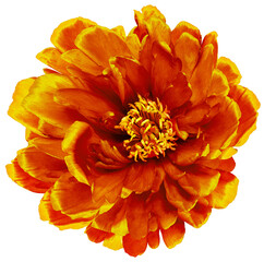 Orange   peony flower  on    isolated background with clipping path. Closeup. For design. ...