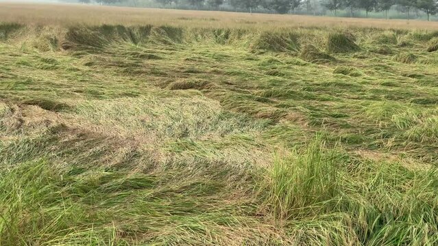 Rice plants fallen. Falling rice in the field. Rice damage. rice fallen due to strong winds and rain.Panorama of falling field. Because of broken straws and hence more difficult to harvest. 