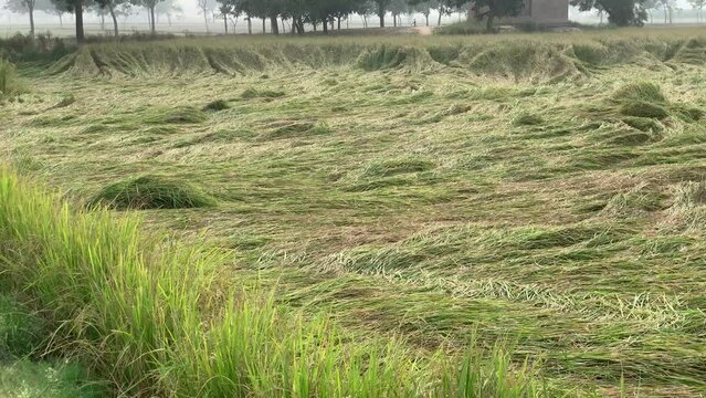 Rice plants fallen. Falling rice in the field. Rice damage. rice fallen due to strong winds and rain.Panorama of falling field. Because of broken straws and hence more difficult to harvest. 