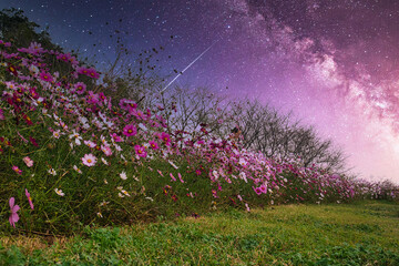 夜の草原に美しく咲く、可憐なコスモスの花々