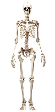 Skeleton png bone png anatomy png anatomical png skeletal png  full skeleton png full anatomy png full skeletal png human body skeleton png full body skeleton png skeleton transparent background