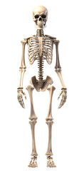 Skeleton png bone png anatomy png anatomical png skeletal png  full skeleton png full anatomy png full skeletal png human body skeleton png full body skeleton png skeleton transparent background