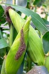 Organic corn plants thrive in sunny farmland. Green leaves, corn pods in corn field in background