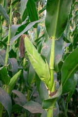Organic corn plants thrive in sunny farmland. Green leaves, corn pods in corn field in background
