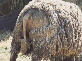 Dirty Sheep Back - 678590345