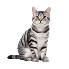 American Shorthair Cat in Elegant Grey Stripes, Isolated
