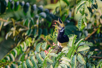 Oriental Pied Hornbill in Khao yai National Park, Thialand. © Nimedly