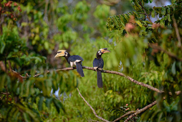 Oriental Pied Hornbill in Khao yai National Park, Thialand.