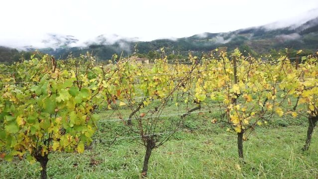 Okondo, Alava, Pa&iacute;s Vasco, Espa&ntilde;a. Cepas de una vi&ntilde;a de vino blanco en oto&ntilde;o y monta&ntilde;as con niebla