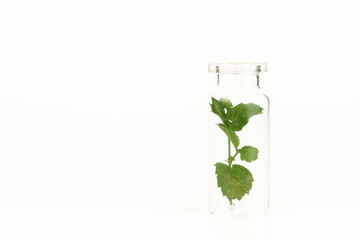 close-up of a glass jar with leaves of fresh mint isolated on white background