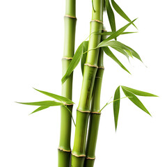 Green Bamboo Isolated on Transparent Background