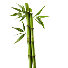 Fototapeta na wymiar Green Bamboo Stalks Isolated on Transparent
