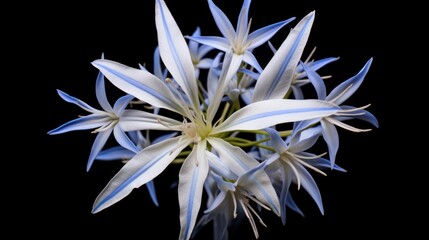 Halfway to Arkansas Bluestar Flowers in Bloom