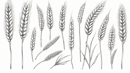 Set of wheat ears isolated. Hand drawings sketch - obrazy, fototapety, plakaty