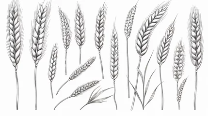 Fotobehang Set of wheat ears isolated. Hand drawings sketch © khan
