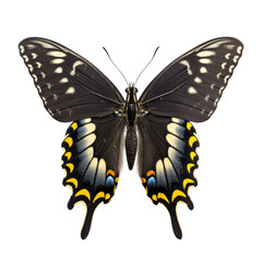 Black Swallowtail Butterfly Closeup, Isolated
